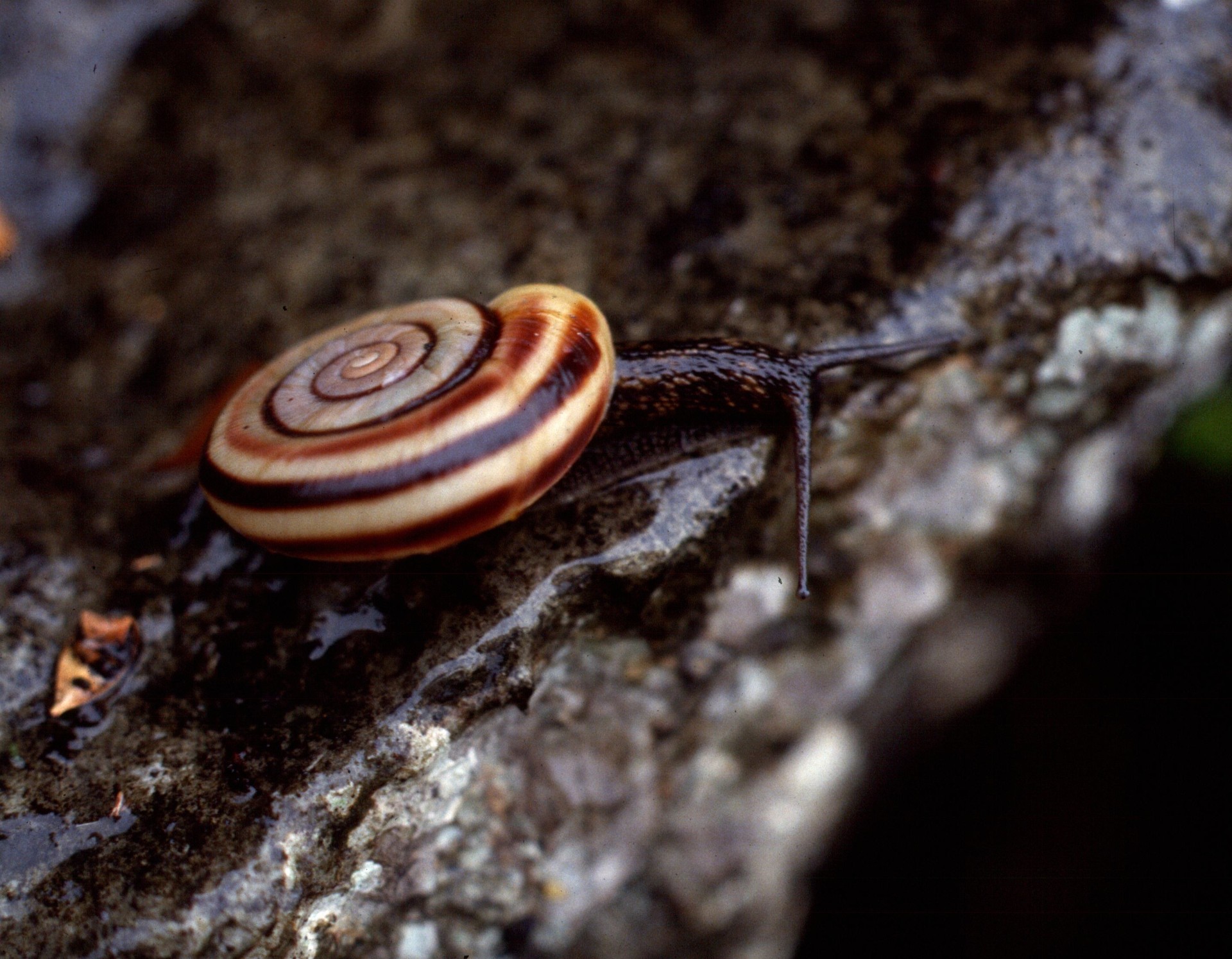 Latest Research on the Endangered Murayama-Maimai Snail