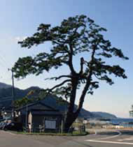 Kaido Pine Tree