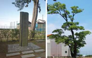 Ichiburi Customs Gate and Hackberry Tree
