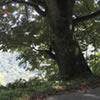 Bokka Horse Chestnut—Once an important landmark for travelers