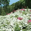 Kaneko Azalea Garden