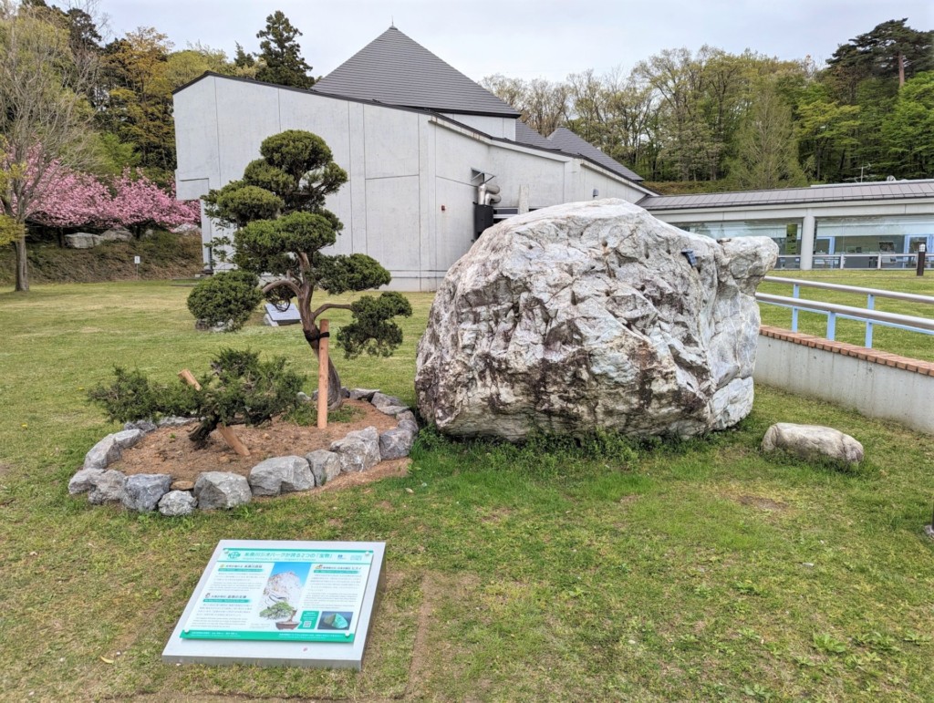 令和5年】寄贈いただいた糸魚川真柏の庭木を移植しました。 | 糸魚川
