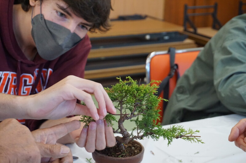 外国人少年が糸魚川真柏のミニ盆栽に針金をかける