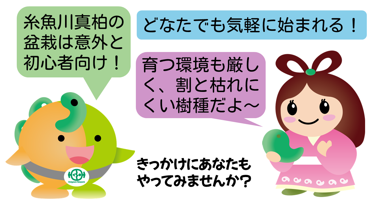 どなたでも気軽に始まれる！糸魚川真柏の盆栽は意外と初心者向け！育つ環境も厳しく、割と枯れにくい樹種だよ！きっかけにあなたもやってみませんか？