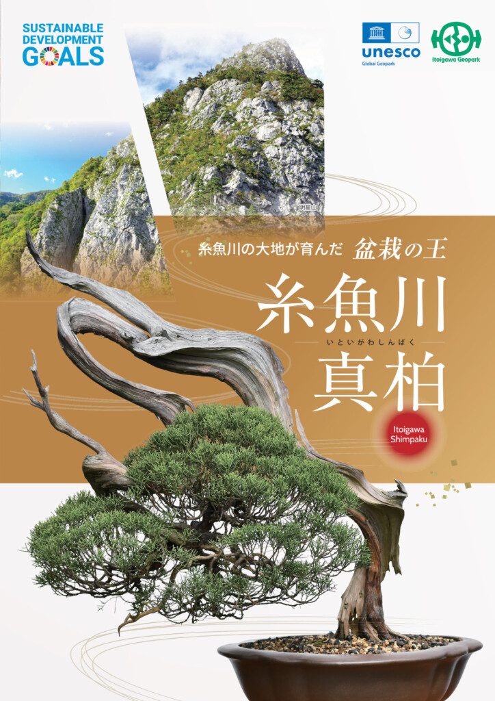 盆栽の王　糸魚川真柏