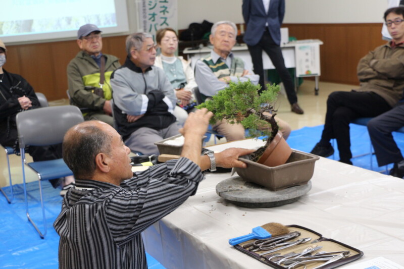 糸魚川真柏盆栽手入れ実演