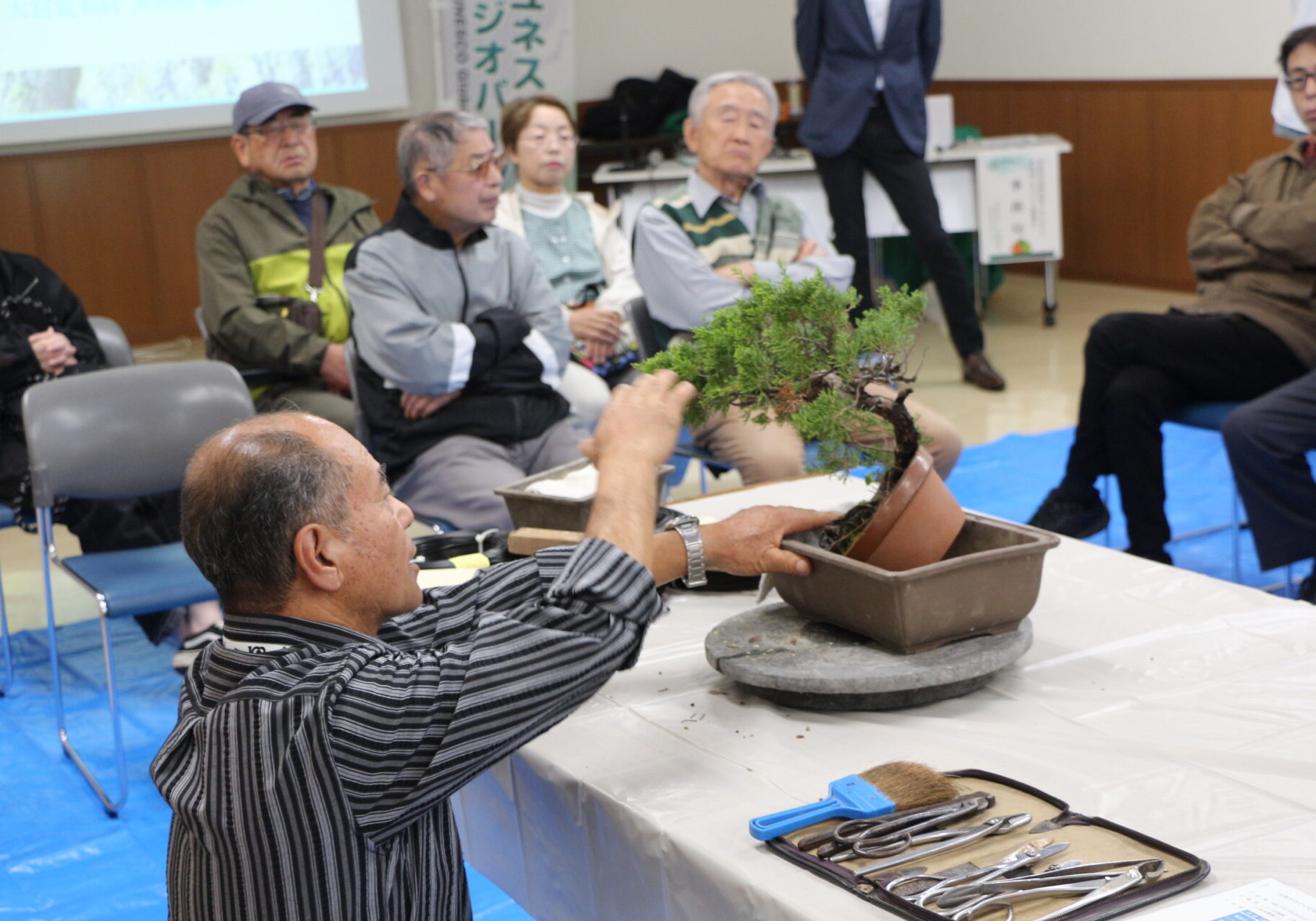 糸魚川真柏盆栽手入れ実演