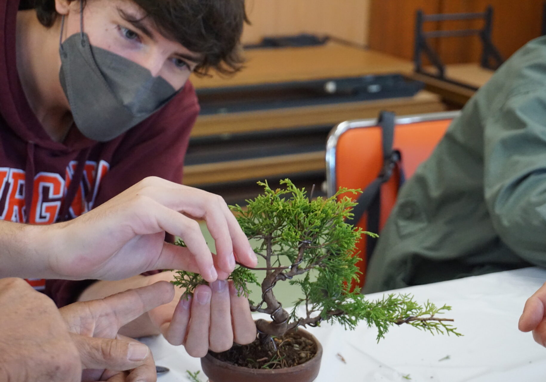 糸魚川真柏盆栽体験イベント2025 | 糸魚川ユネスコ世界ジオパーク