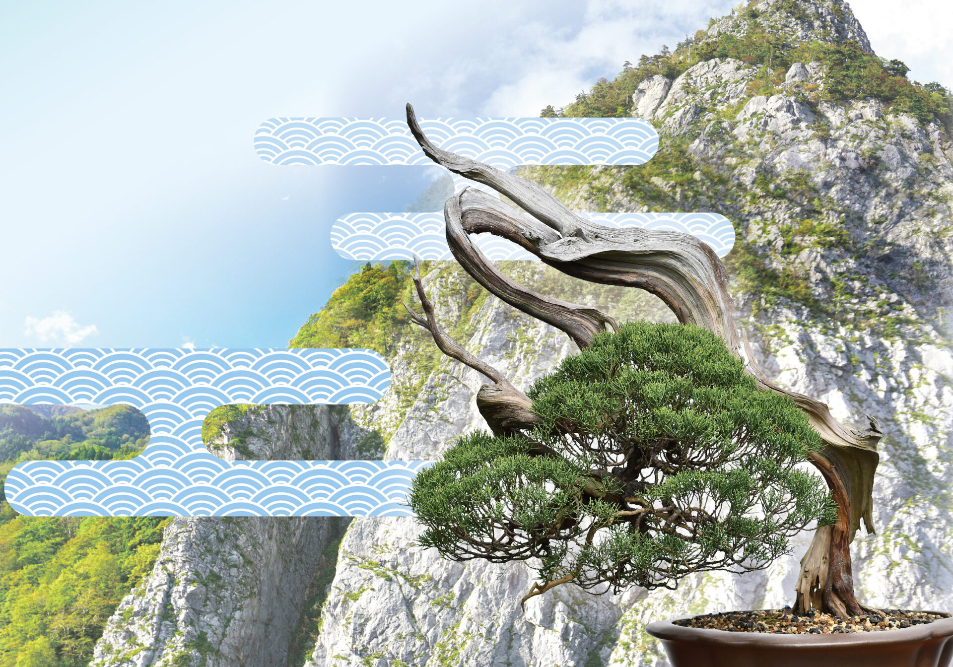 糸魚川真柏の盆栽の後ろに明星山がそびえる