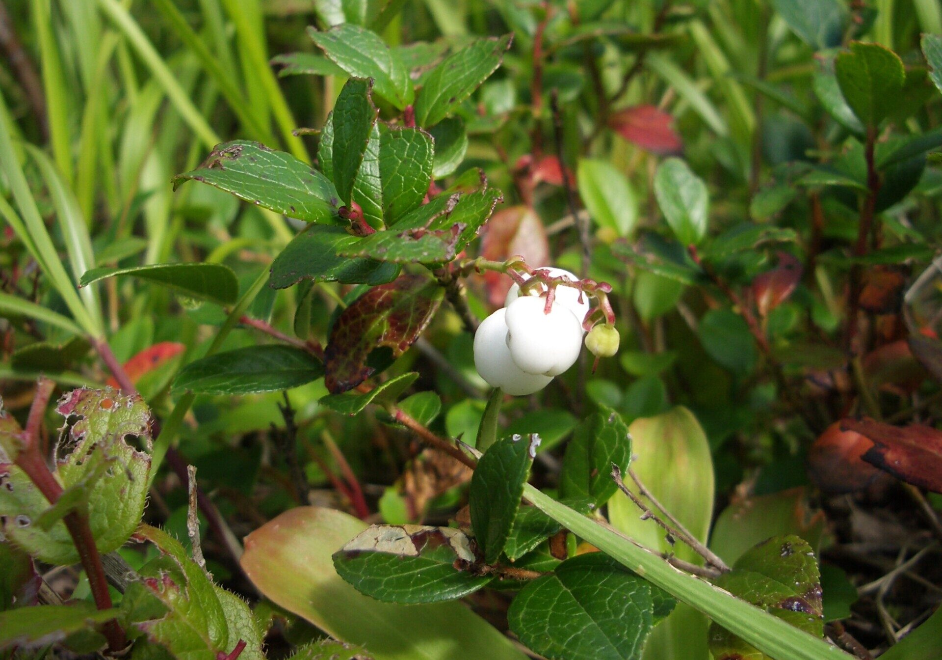 シラタマノキという高山植物