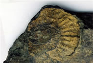 菊石类化石（菊石山）
