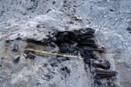 火山碎屑流堆積層中的碳化木