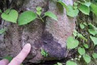 作圍牆用的岩石為手取層中的砂岩（白堊紀）